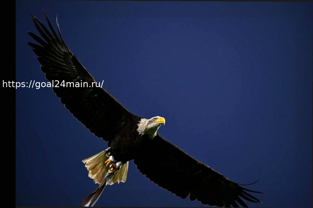 Preview Молодежный сектор Лацио: расписание матчей на выходные