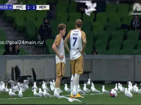 Десятки чаек прервали концовку матча в Австралии