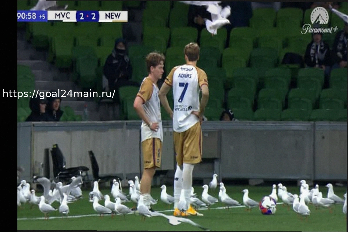 Preview Десятки чаек прервали концовку матча в Австралии